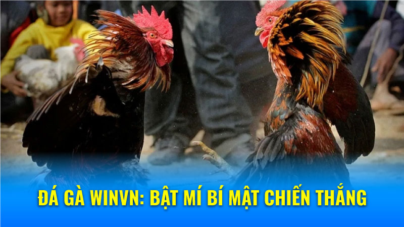 Đá Gà Winvn: Bật mí bí mật chiến thắng