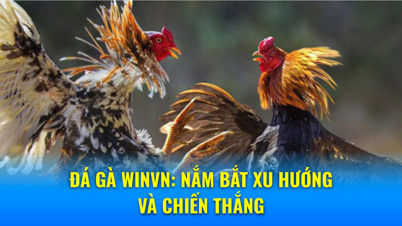 Đá Gà Winvn: Nắm bắt xu hướng và chiến thắng